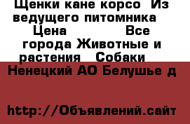 Щенки кане корсо! Из ведущего питомника! › Цена ­ 60 000 - Все города Животные и растения » Собаки   . Ненецкий АО,Белушье д.